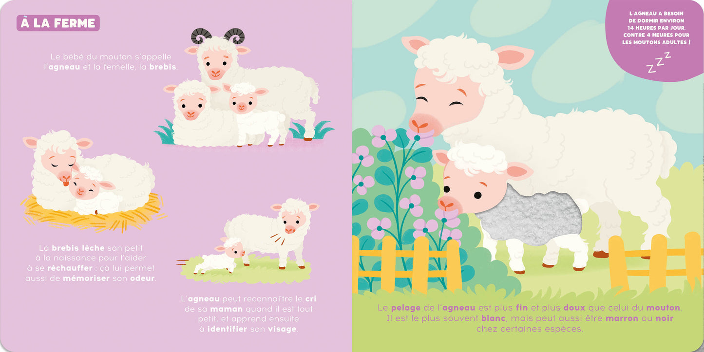 Livre - P'tit touche à tout - Les bébés animaux